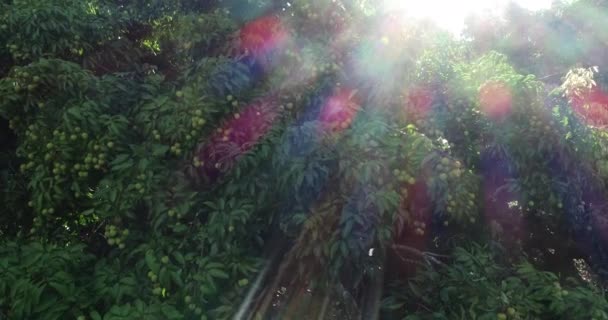 Imagens Crescimento Frutas Lichia Verdes Árvores Nascer Sol — Vídeo de Stock