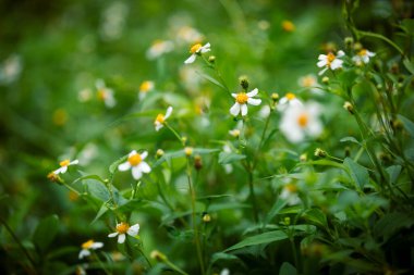 Yastık çiçeği açar yazın