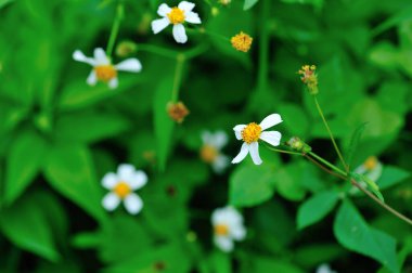 Yastık çiçeği açar yazın