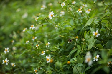 Yastık çiçeği açar yazın