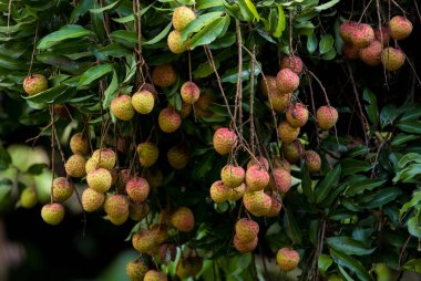 Ağaçta meyveler yetişiyor.