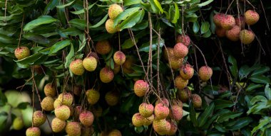 Ağaçta meyveler yetişiyor.