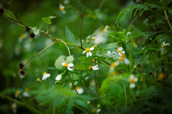 Nyáron Virágzó Bidens Pilosa Virágok — Stock Fotó