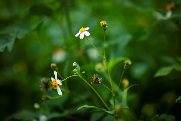 Bidens Pilosa Květiny Kvetoucí Létě — Stock fotografie