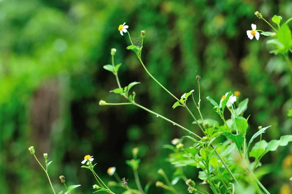 Bidens Pilosa Fleurs Floraison Été — Photo