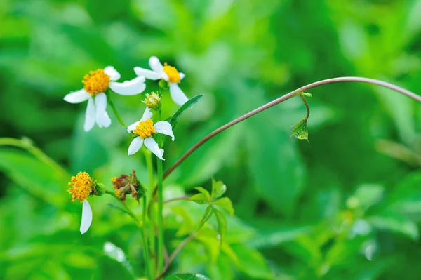 Bidens Pilosa Květiny Kvetoucí Létě — Stock fotografie