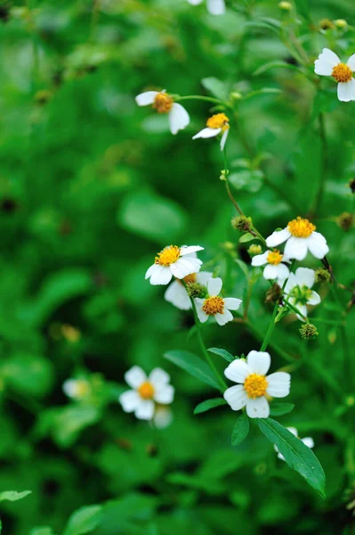 Bidens Pilosa Blüht Sommer — Stockfoto