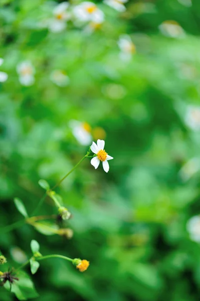 Bidens Pilosa Blüht Sommer — Stockfoto