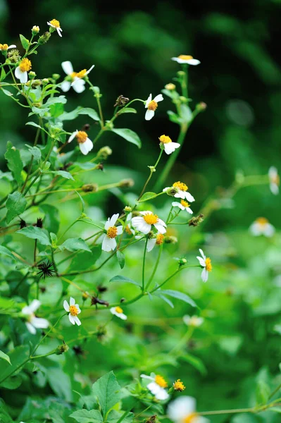 Bidens Pilosa Fiori Fiore Estate — Foto Stock