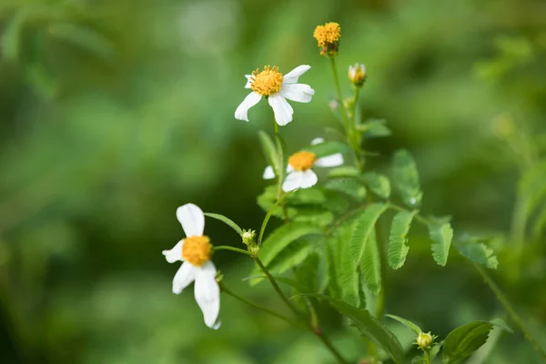 Bidens Pilosa Květiny Kvetoucí Létě — Stock fotografie