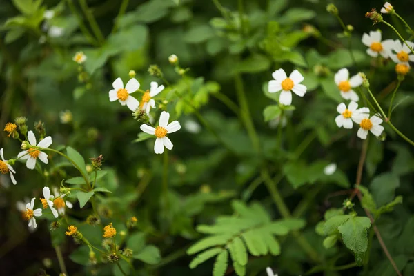 Bidens Pilosa Květiny Kvetoucí Létě — Stock fotografie