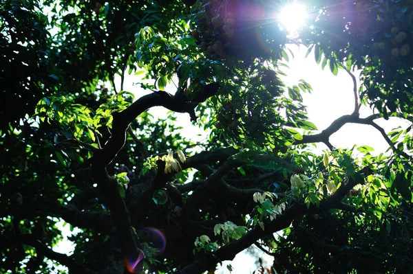 Green Lychee Fruits Growth Tree Sunrise — Stock Photo, Image