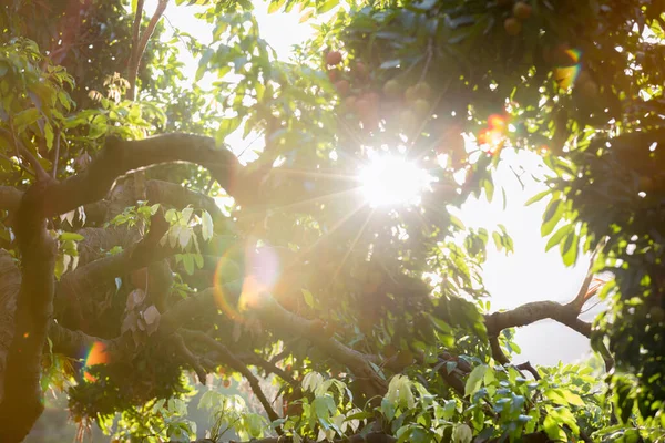 Liči Ovoce Růstu Stromě Při Východu Slunce — Stock fotografie