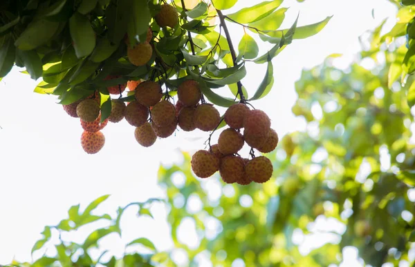 Frutos Lichi Crecimiento Árbol — Foto de Stock