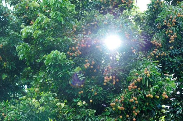 Lychee Fruits Growth Tree Sunrise — Stock Photo, Image