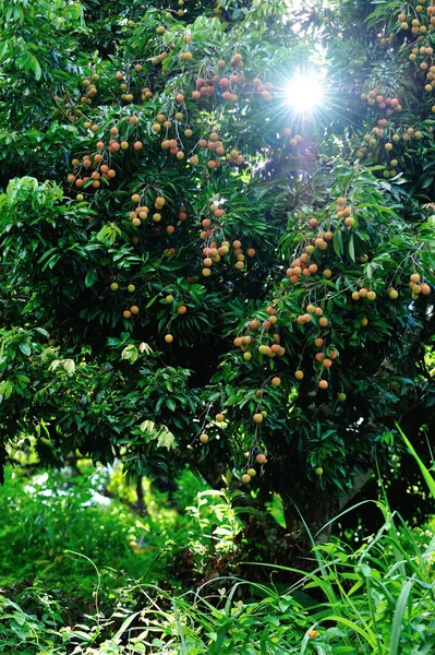 Lychee Fruits Growth Tree Sunrise — Stock Photo, Image