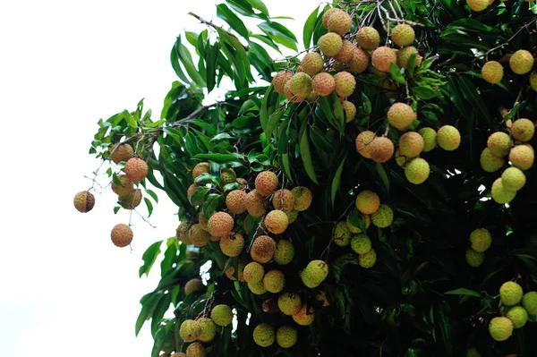 Los Frutos Del Lichi Crecimiento Árbol Verano — Foto de Stock