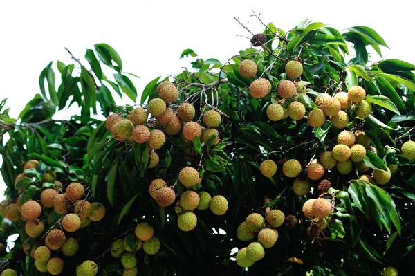 Los Frutos Del Lichi Crecimiento Árbol Verano — Foto de Stock