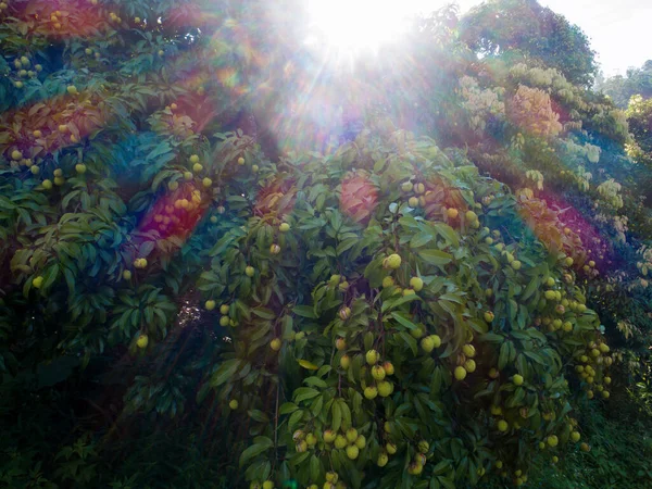 Liči Ovoce Růstu Stromě Při Východu Slunce — Stock fotografie