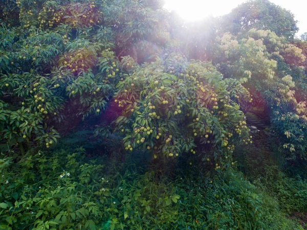 Καρποί Λίτσι Ανάπτυξη Στο Δέντρο Κατά Την Ανατολή Του Ηλίου — Φωτογραφία Αρχείου