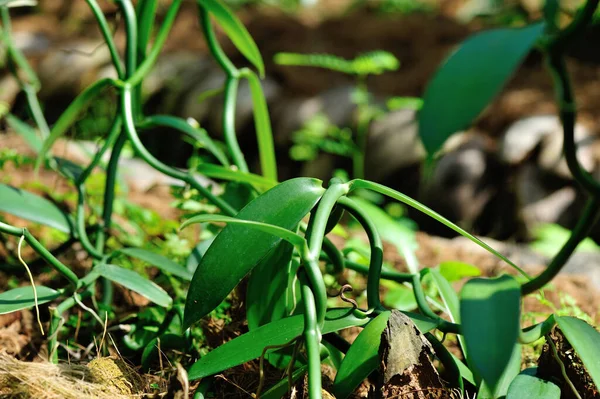 Zbliżenie Vanilla Roślin Plantacji Rolnictwa Tropikalnych — Zdjęcie stockowe