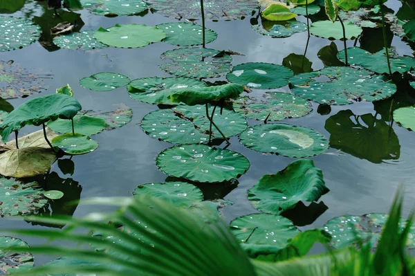 Lotus Plants Leaves Waterdrop Pond — Stock Photo, Image