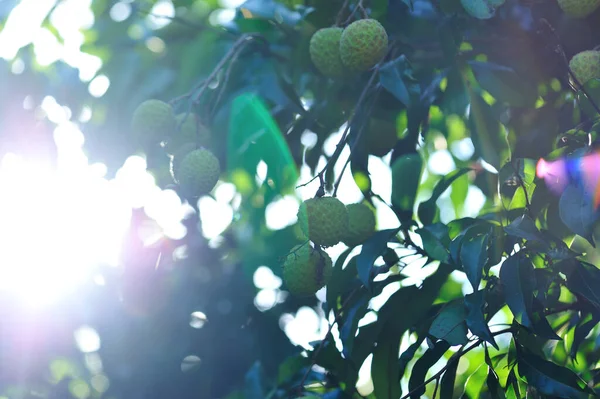 Litchi Vert Fruits Croissance Sur Arbre Lever Soleil — Photo