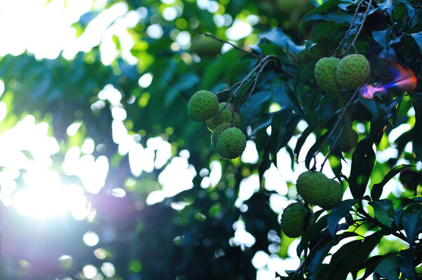 Зеленые плоды личи растут на дереве на восходе солнца
