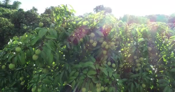 Aufnahmen Des Wachstums Grüner Litschi Früchte Bäumen — Stockvideo