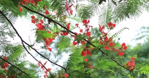 Kırmızı Noktalı Çiçeklerin Güzel Görüntüleri Yazın Parıldayan Çiçekler — Stok video