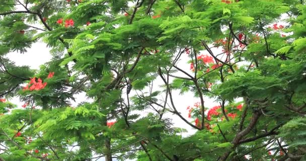 Belas Imagens Vermelho Real Poinciana Flores Extravagantes Verão — Vídeo de Stock