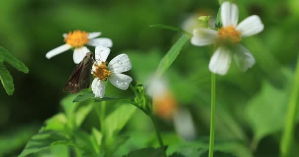 夏の庭に咲くビデンズ ピロサの花の映像 — ストック動画