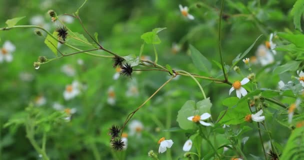 Felvétel Bidens Pilosa Virágok Virágzik Nyári Kertben — Stock videók