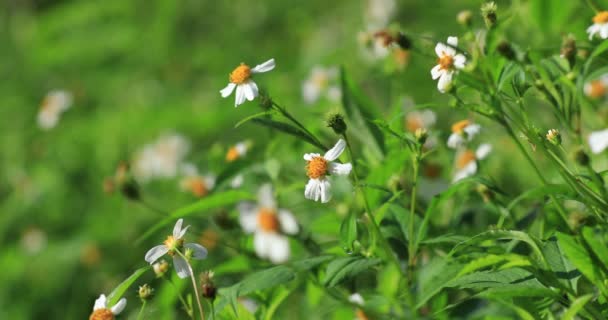 Felvétel Bidens Pilosa Virágok Virágzik Nyári Kertben — Stock videók