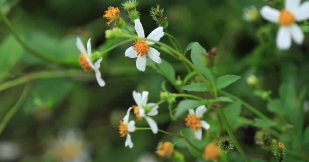 Felvétel Bidens Pilosa Virágok Virágzik Nyári Kertben — Stock videók