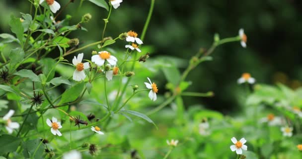 Imagens Bidens Pilosa Flores Florescendo Jardim Verão — Vídeo de Stock