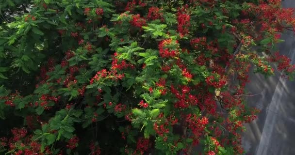 Belas Imagens Vermelho Real Poinciana Flores Extravagantes Verão — Vídeo de Stock