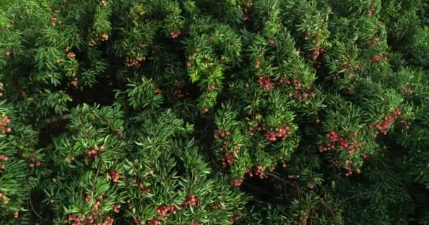 Ağaçta Kırmızı Liçi Meyvesi Yetiştirme Görüntüleri — Stok video