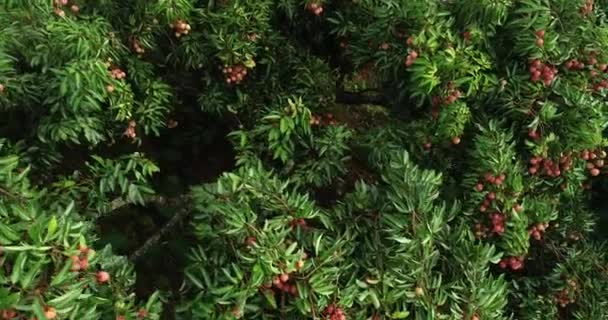Πλάνα Από Την Καλλιέργεια Κόκκινων Φρούτων Λίτσι Στα Δέντρα — Αρχείο Βίντεο
