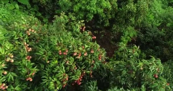 Imagens Frutos Lichia Vermelho Crescente Árvores — Vídeo de Stock