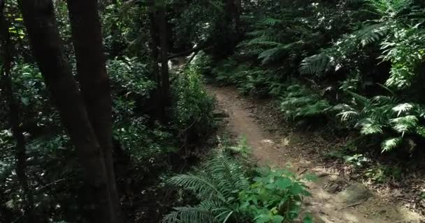 常緑の森の女性サイクリストマウンテンバイクに乗る — ストック動画