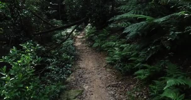 Велосипедистка Їде Гірському Велосипеді Вічнозеленому Лісі — стокове відео