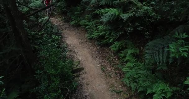 Ciclista Fêmea Montando Bicicleta Montanha Floresta Sempre Verde — Vídeo de Stock