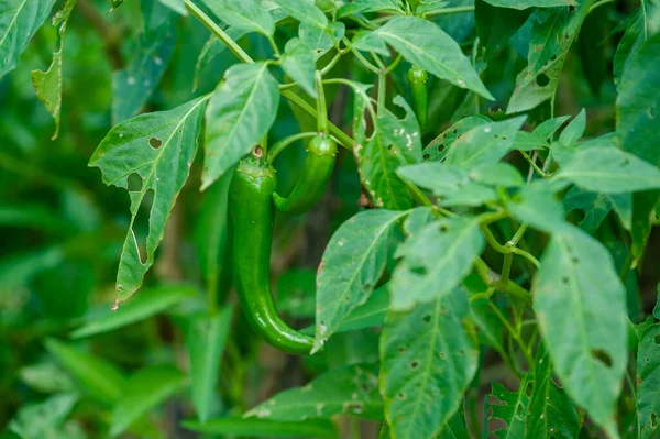 Green Chilli Pepper Plants Growth Vegetable Garden — Stock Photo, Image