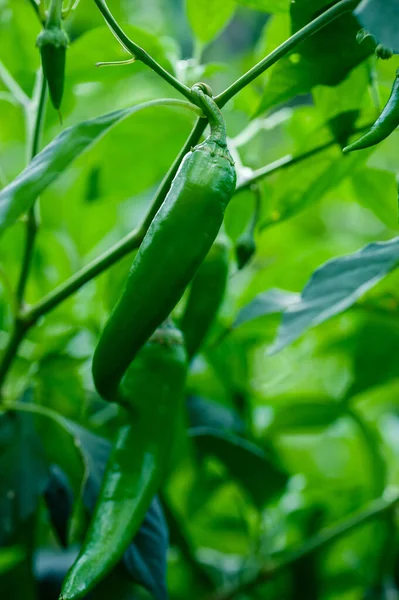 Green Chilli Pepper Plants Growth Vegetable Garden — Stock Photo, Image