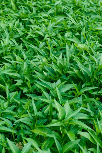 Plantas Espinacas Agua Verde Crecimiento Huerta Verdura Sudeste Asiático China — Foto de Stock