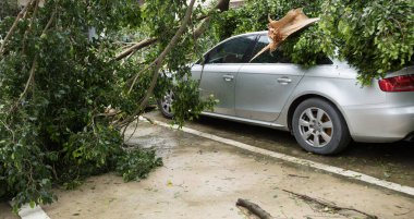 Kırık ağaç, 16 Eylül 2018 'de Çin' deki süper tayfun Mangkhut 'tan sonra zarar görmüş.
