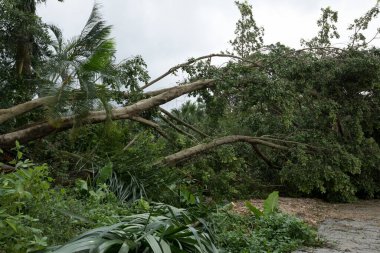 Kırık ağaçlar yıkılıyor ve yolu kapatıyor, Çin 'deki süper tayfun Mangkhut' tan sonra hasar görüyor - 16 Sep 2018