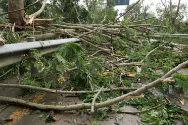 Kırık ağaç yolu kapatıyor, Çin 'deki süper tayfun Mangkhut' tan sonra hasar görüyor - 16 Sep 2018