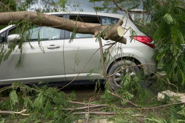 Kırık ağaç, 16 Eylül 2018 'de Çin' deki süper tayfun Mangkhut 'tan sonra zarar görmüş.